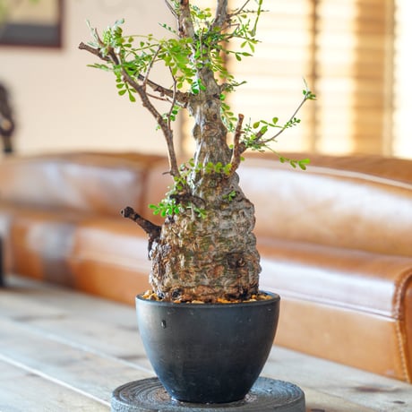 CATEGORY オペルクリカリア | Supervoid Caudex