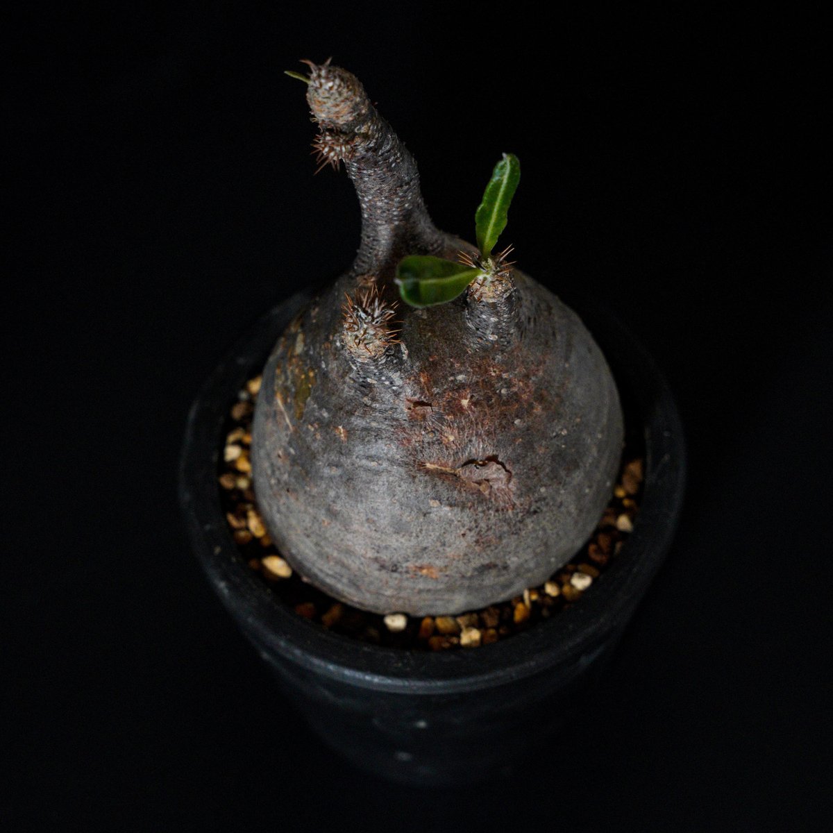 パキポディウム グラキリス-PG270 | Supervoid Caudex