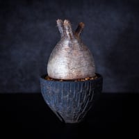 パキポディウム・グラキリス⑨ パキポディウム グラキリス-PG269 | Supervoid Caudex