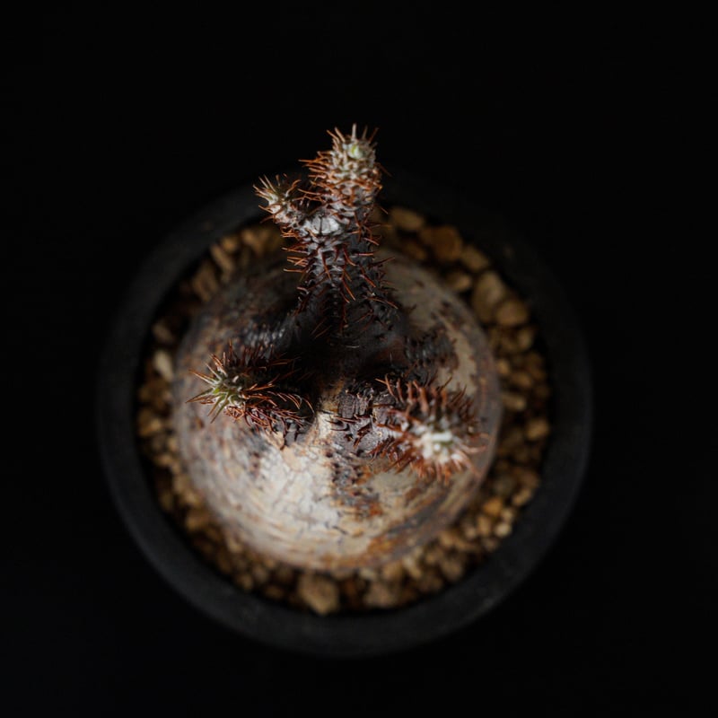 パキポディウム グラキリス-PG294 | Supervoid Caudex パキポディウム グラキリス-PG294 | Supervoid Caudex