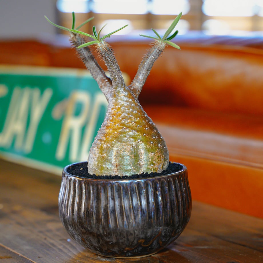 62e1cf4e8a0bd066073489f3