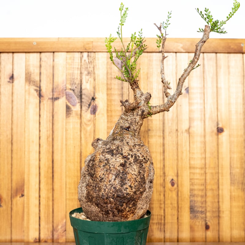 オペルクリカリア パキプス-OP13 | Supervoid Caudex