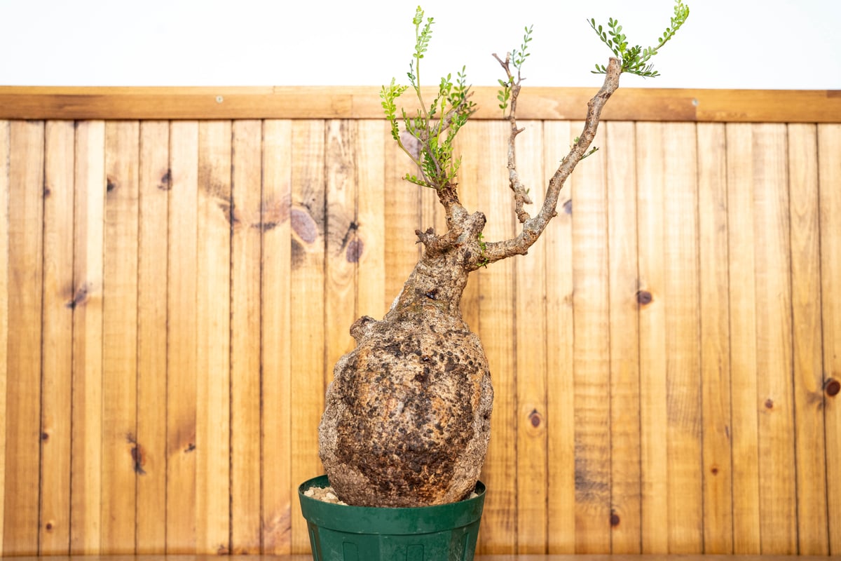 オペルクリカリア パキプス-OP13 | Supervoid Caudex