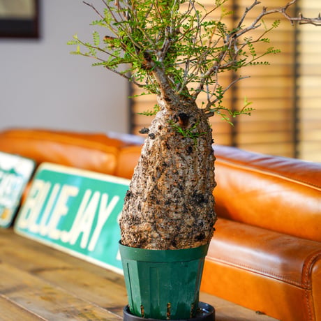 オペルクリカリア パキプス-OP17