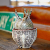 パキポディウム グラキリス-PG109 /沼野秀章-刻ム音 -3.5号鉢