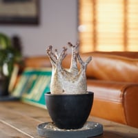 パキポディウム グラキリス-PG139