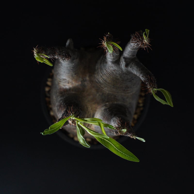パキポディウム グラキリス-PG352 | Supervoid Caudex パキポディウム グラキリス-PG352 | Supervoid Caudex