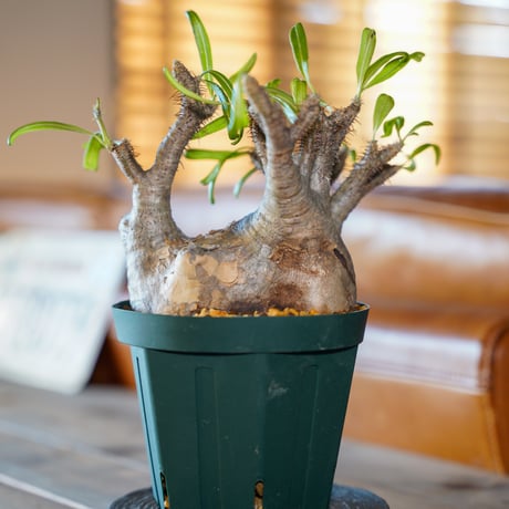 CATEGORY グラキリス | Supervoid Caudex