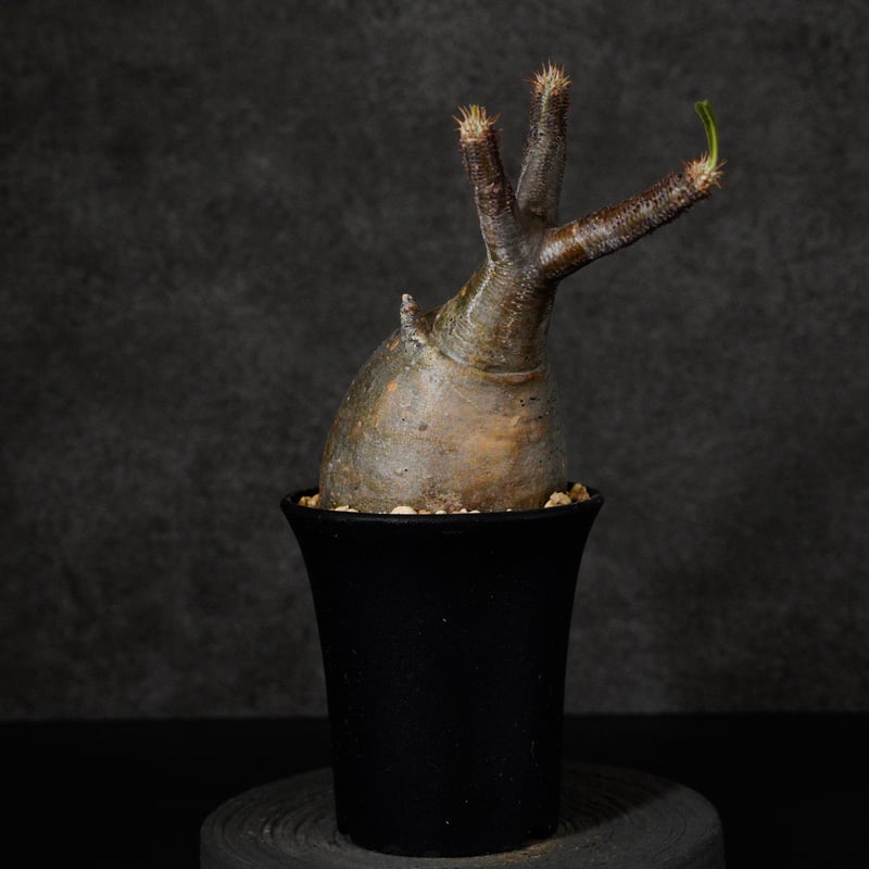 パキポディウム グラキリス-PG282 | Supervoid Caudex