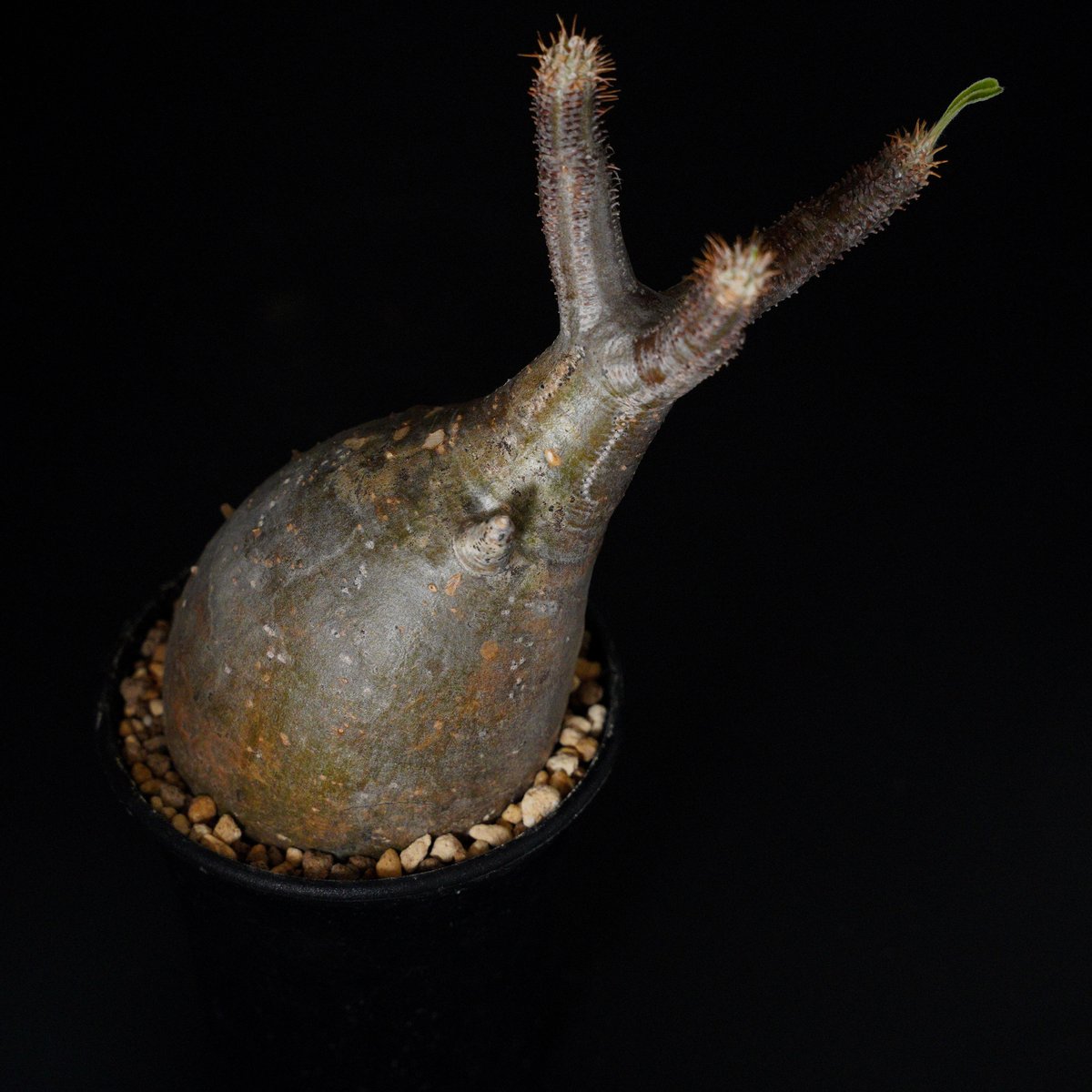 パキポディウムグラキリス[厳選コレクション株] パキポディウムグラキリス[厳選コレクション株] パキポディウム