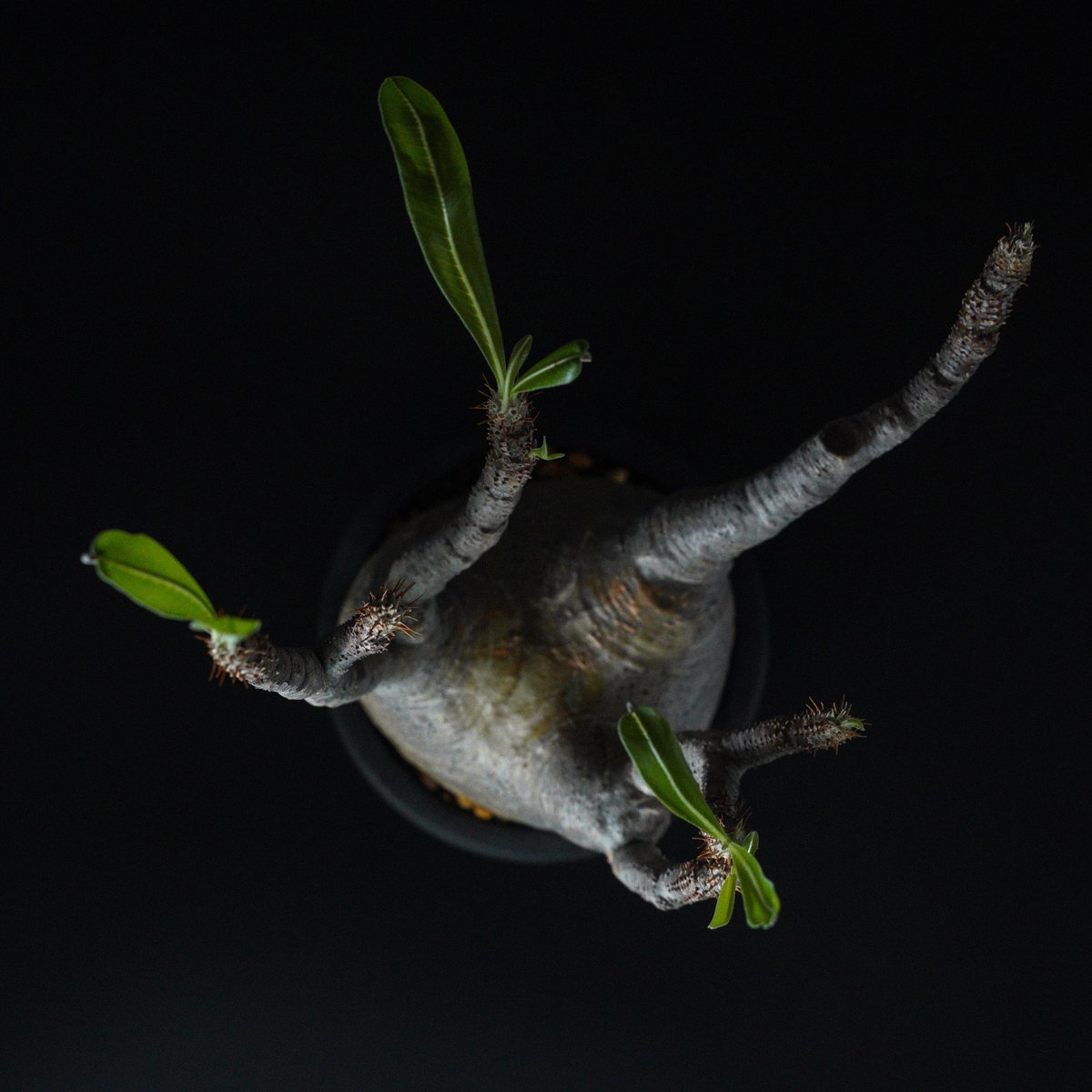 【さとーさん専用】パキポディウム グラキリス パキポディウム グラキリス-PG350 | Supervoid Caudex