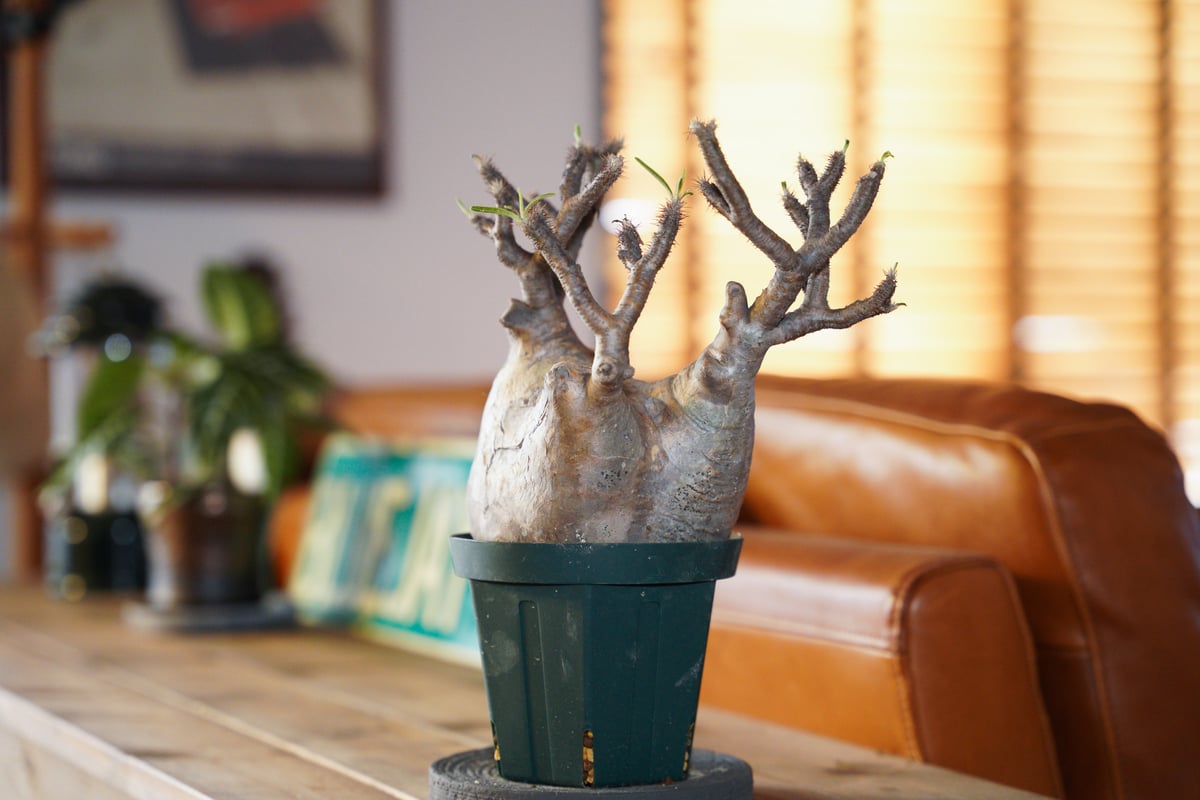 42.パキポディウム グラキリス パキポディウム グラキリス-PG314 | Supervoid Caudex