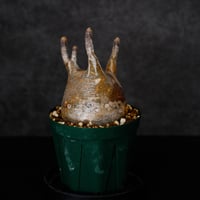 パキポディウム グラキリス-PG217/桑江良寿 歯車鉢4号鉢 | Supervoid