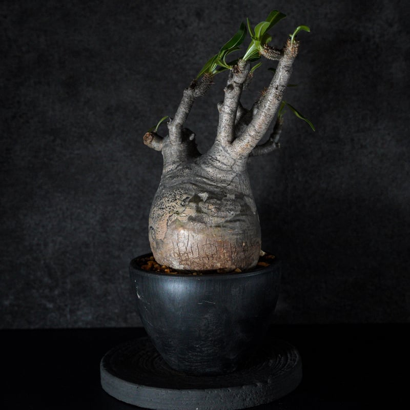 グラキリス　バリエムs 4本枝 グラキリス バリエムs 4本枝 グラキリス バリエムs 4本枝