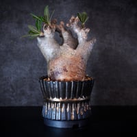 パキポディウム グラキリス-PG350 | Supervoid Caudex