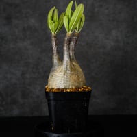 パキポディウムグラキリス パキポディウム グラキリス-PG350 | Supervoid Caudex