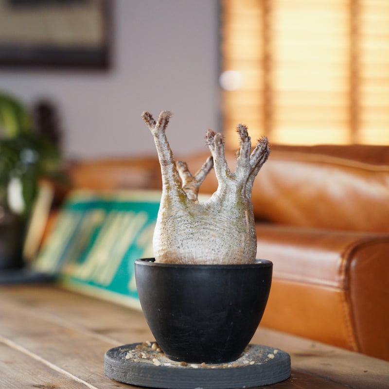 134様専用 グラキリス 【公式通販】