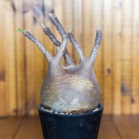 パキポディウム グラキリス-PG217/桑江良寿 歯車鉢4号鉢 | Supervoid