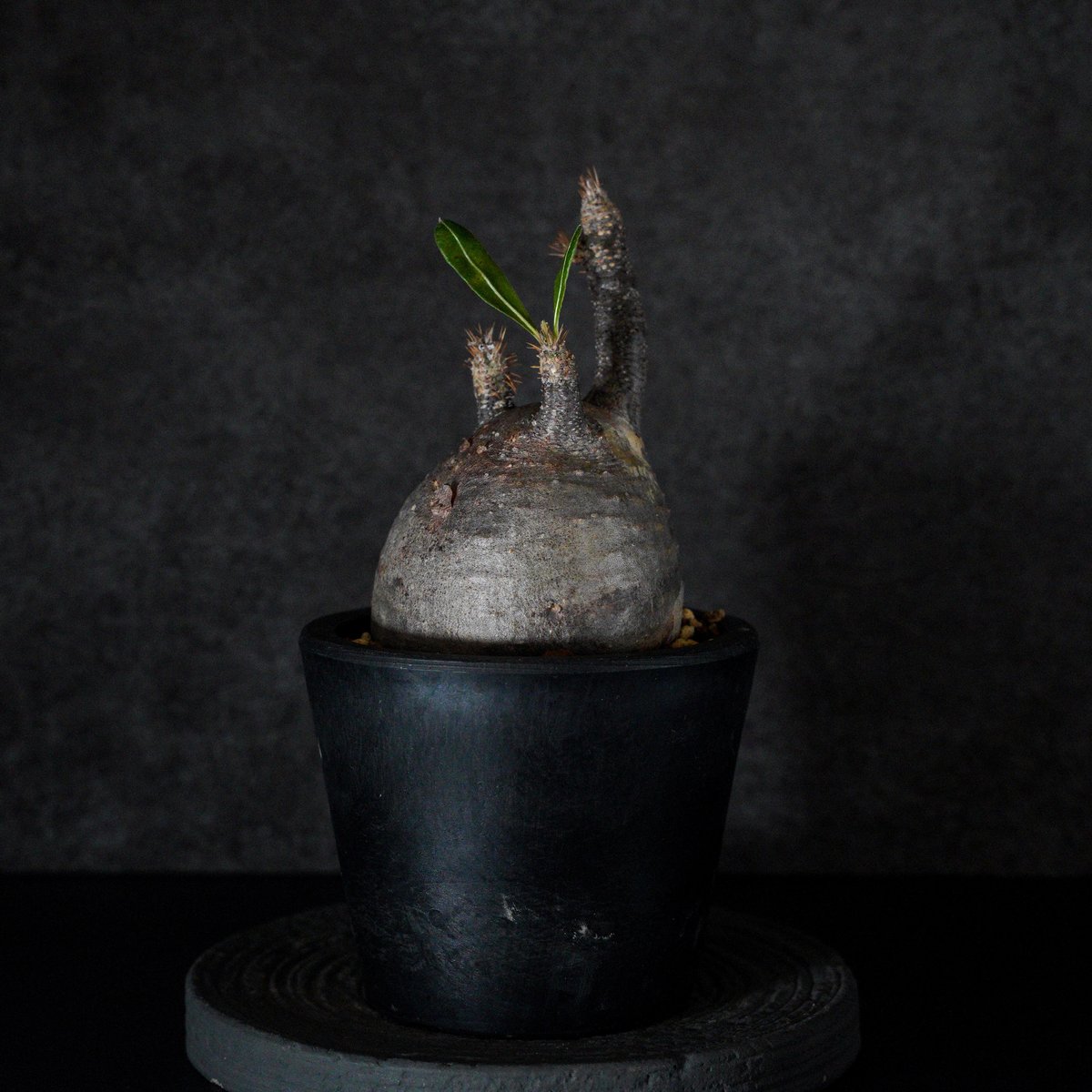 パキポディウム・グラキリス　spicygem「コレクション株」 コレクション株 グラキリス4頭 ガチ株 楽天市場】パキポディウム