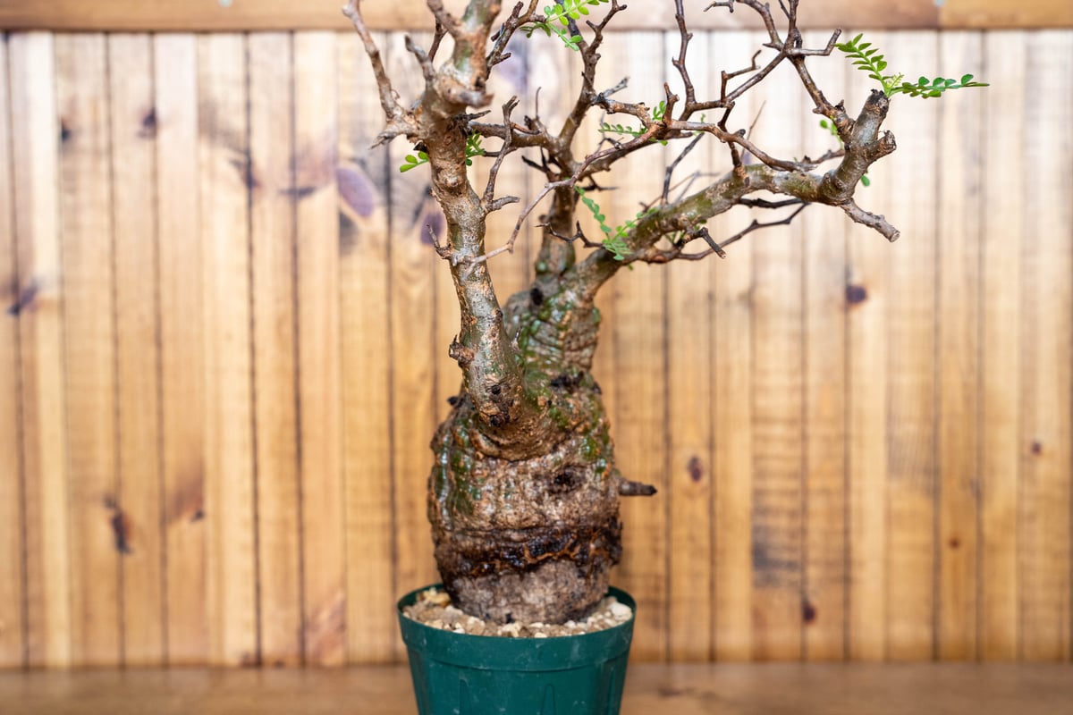 オペルクリカリア パキプス-OP12 | Supervoid Caudex