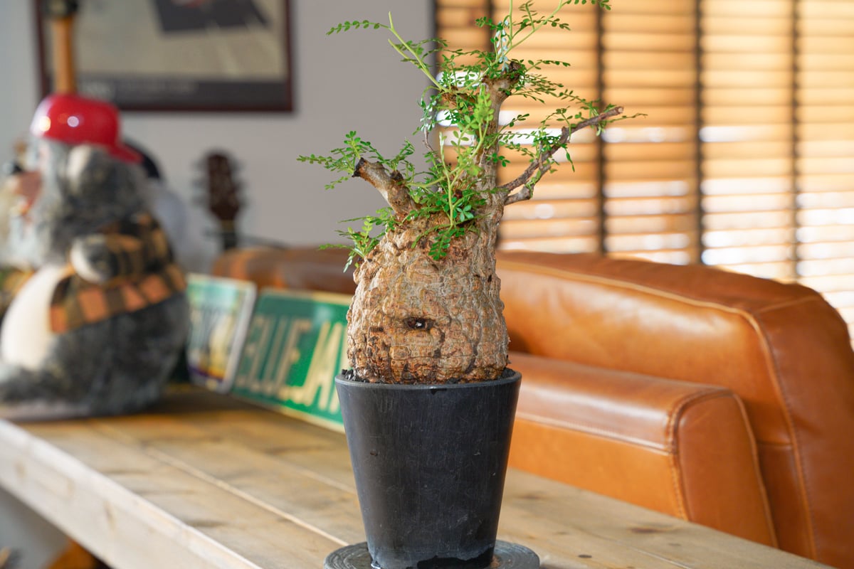 オペルクリカリア パキプス-OP29 | Supervoid Caudex