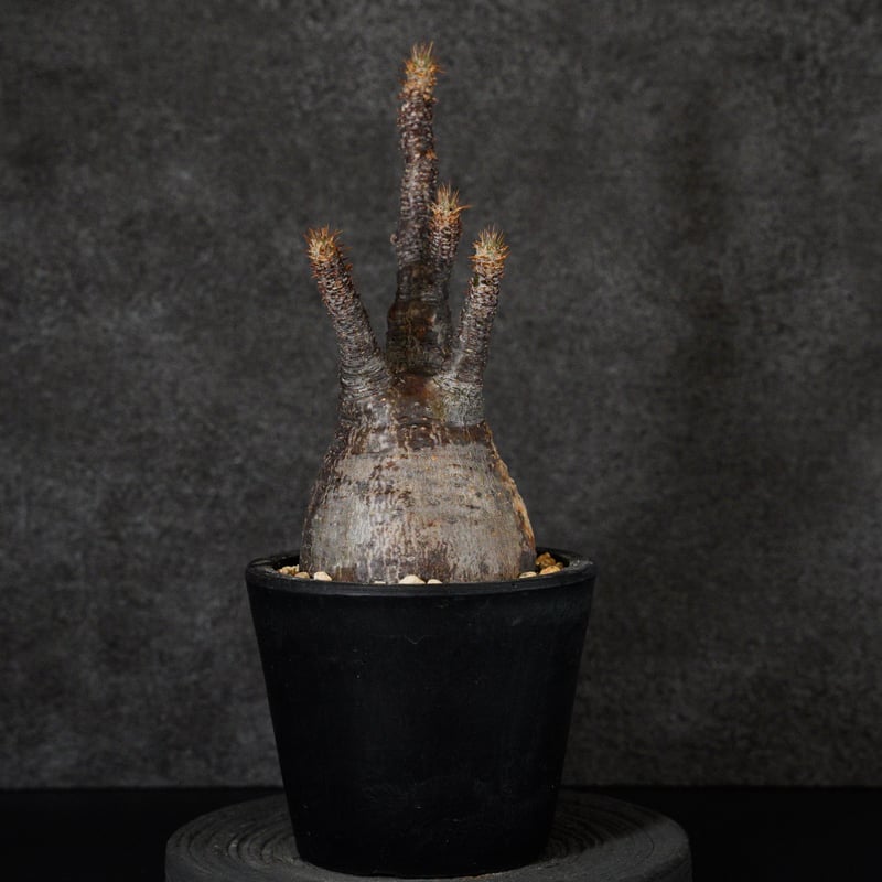 パキポディウム グラキリス-PG290 | Supervoid Caudex