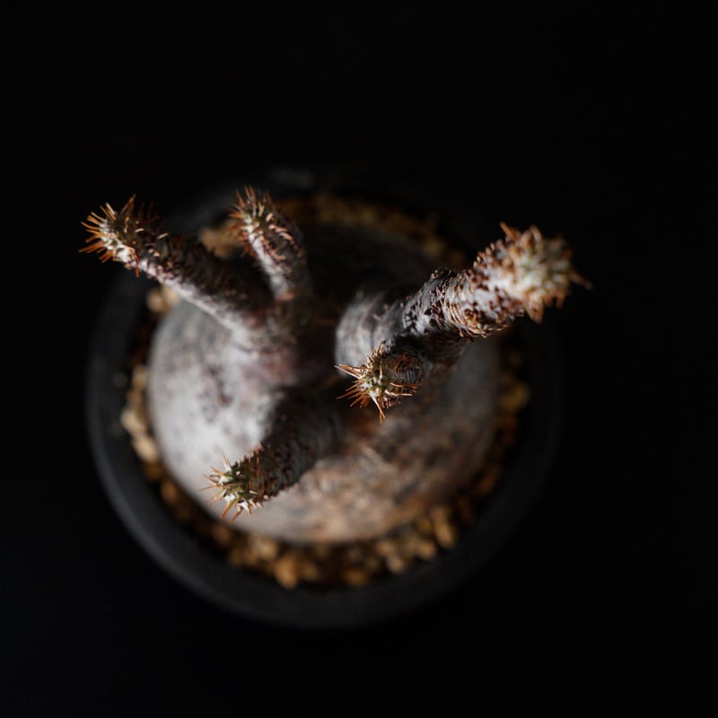 パキポディウム グラキリス-PG290 | Supervoid Caudex パキポディウム グラキリス-PG290 | Supervoid Caudex