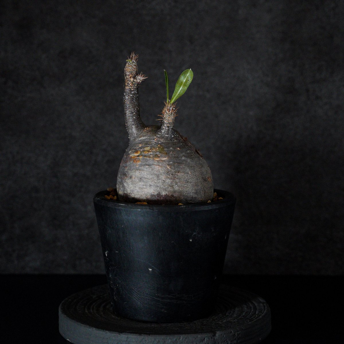 パキポディウム・グラキリス　spicygem「コレクション株」 パキポディウム・グラキリスspicygem「コレクション株」