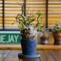 オペルクリカリア パキプス-OP12 | Supervoid Caudex