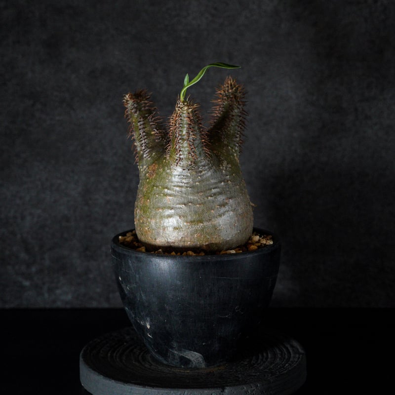 パキポディウム グラキリス コーデックス：パキポディウム グラキリス 発根済*塊根幅22cm