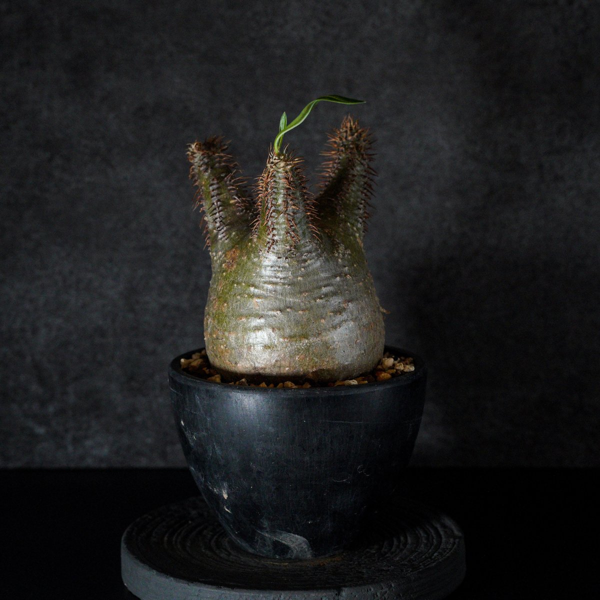 35.パキポディウム グラキリス 現品限り】パキポディウム・グラキリス【A35】 Pachypodium