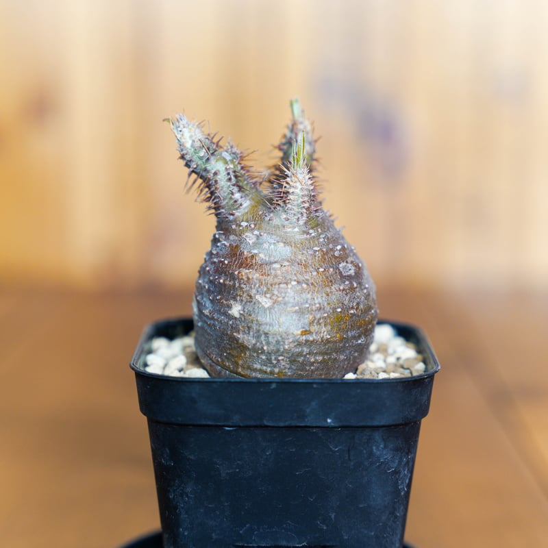 パキポディウム　グラキリス パキポディウム グラキリス-PG97 | Supervoid Caudex