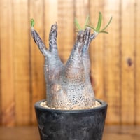 パキポディウム　グラキリス パキポディウム グラキリス-PG269 | Supervoid Caudex