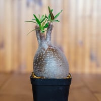 パキポディウム グラキリス-PG285 | Supervoid Caudex