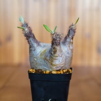 パキポディウム グラキリス-PG217/桑江良寿 歯車鉢4号鉢 | Supervoid