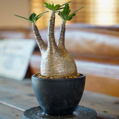 CATEGORY グラキリス | Supervoid Caudex