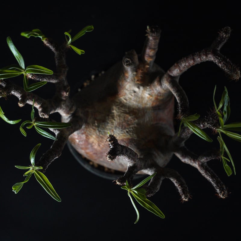 J*I様 パキポディウム グラキリス パキポディウム グラキリス yaji²ポット | hanayoshi-botanical