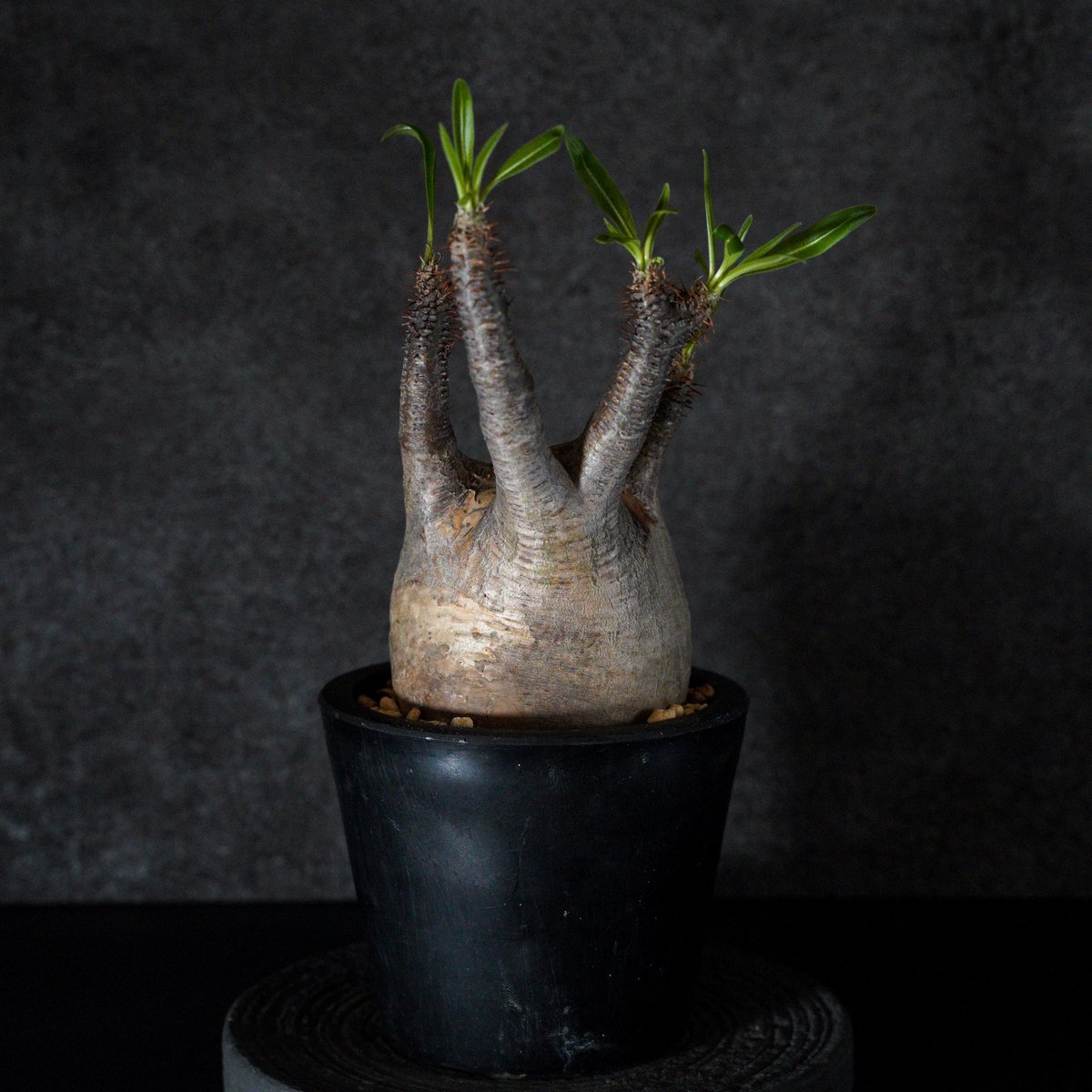 パキポディウム グラキリス-PG283 | Supervoid Caudex