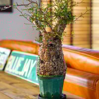 オペルクリカリア パキプス-OP44 | Supervoid Caudex