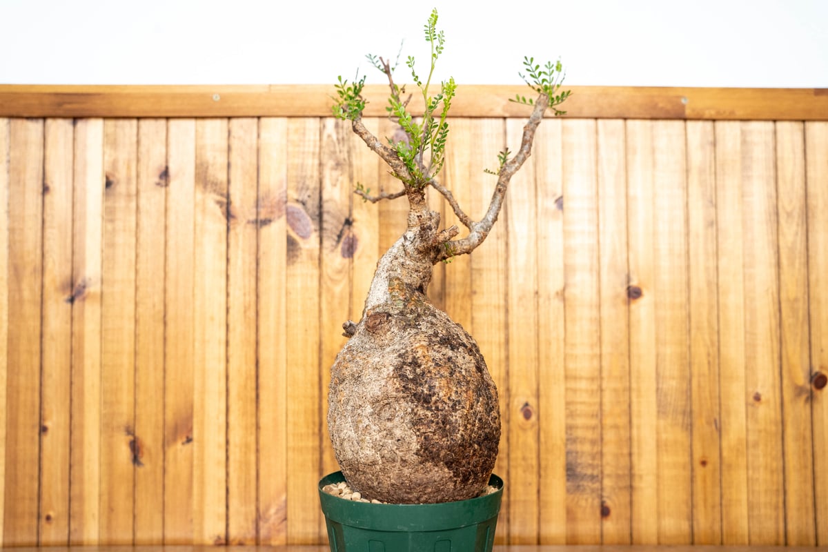 オペルクリカリア パキプス-OP13 | Supervoid Caudex