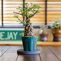 オペルクリカリア 発根済 オペルクリカリア パキプス P-47 × 【作家 小野瀬 一