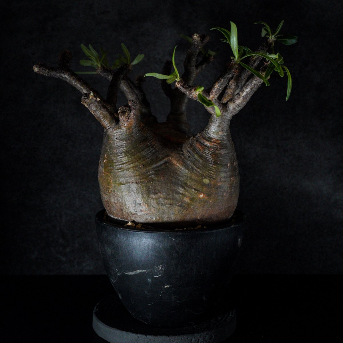 パキポディウム グラキリス-PG347 | Supervoid Caudex