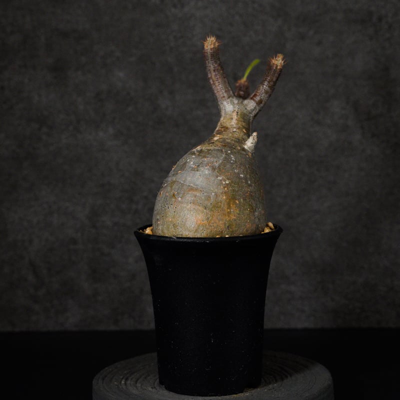 パキポディウム グラキリス-PG282 | Supervoid Caudex