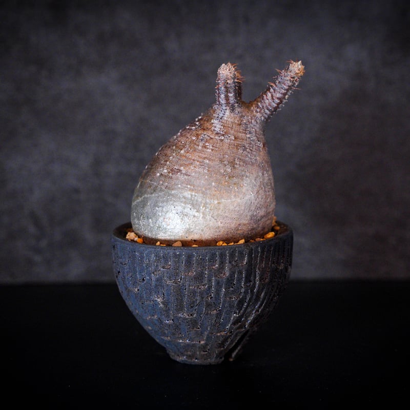 パキポディウム グラキリス-PG161/沼野秀章-BLACK WRAP -3.5号鉢 | Su