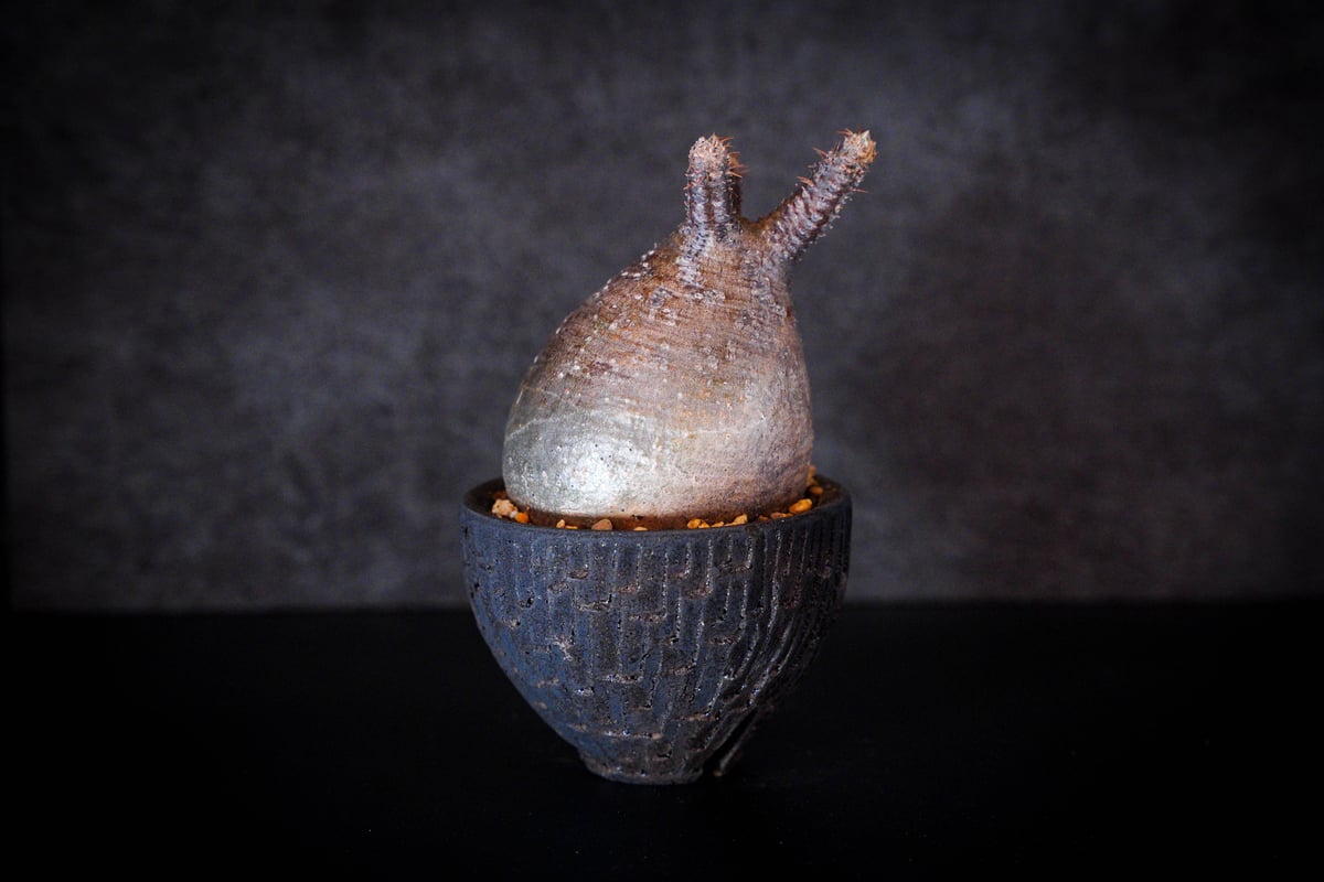 パキポディウム グラキリス-PG161/沼野秀章-BLACK WRAP -3.5号鉢 | Su