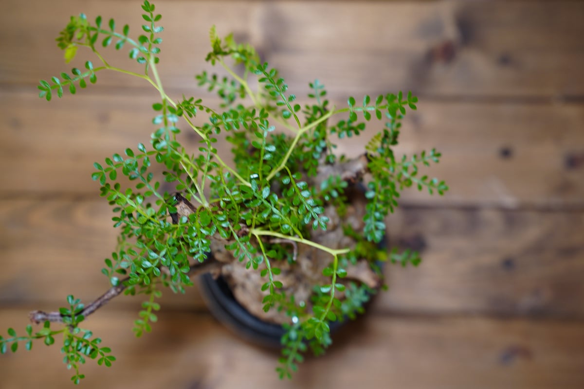 オペルクリカリア パキプス-OP29 | Supervoid Caudex