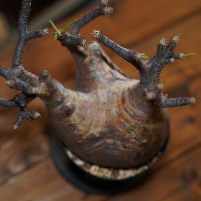 42.パキポディウム グラキリス fit=scale-down,w=1200