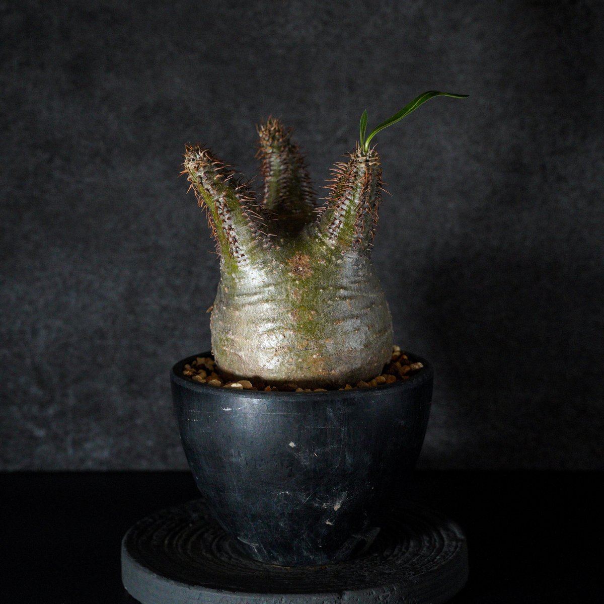 パキポディウム　グラキリス　コレクション株 fit=scale-down,w=1200