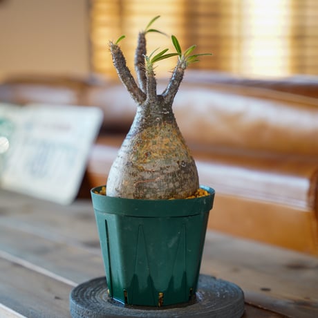 CATEGORY パキポディウム | Supervoid Caudex