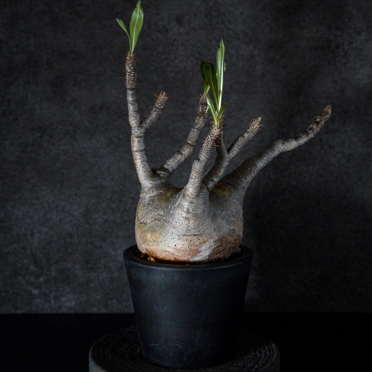 パキポディウム グラキリス-PG264 | Supervoid Caudex